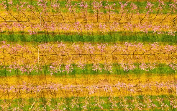 Eine Luftaufnahme Eines Feldes Mit Obstbäumen Australien Einem Sonnigen Tag — Stockfoto