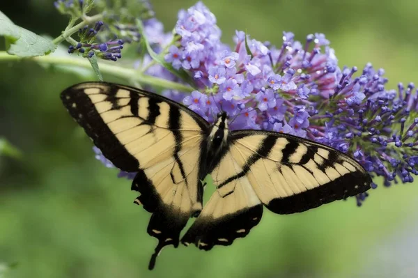 在模糊的自然背景下 一只蝴蝶停在紫色花朵上的特写镜头 — 图库照片