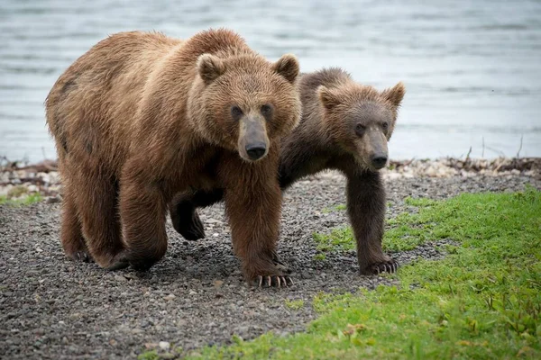 Ein Schönes Bild Von Einem Braunbär Mit Einem Jungen — Stockfoto