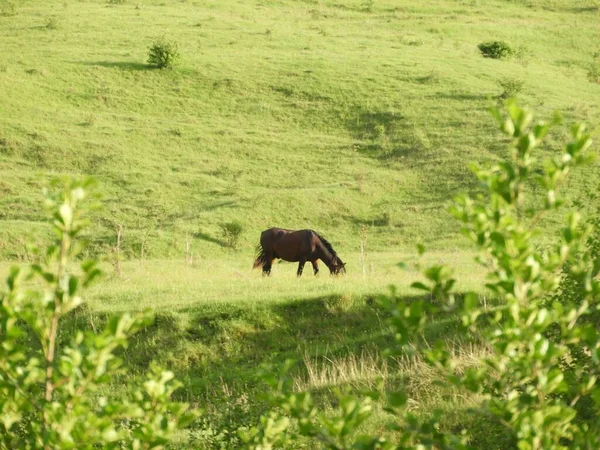 Caballo Marrón Pastando Valle Verde —  Fotos de Stock