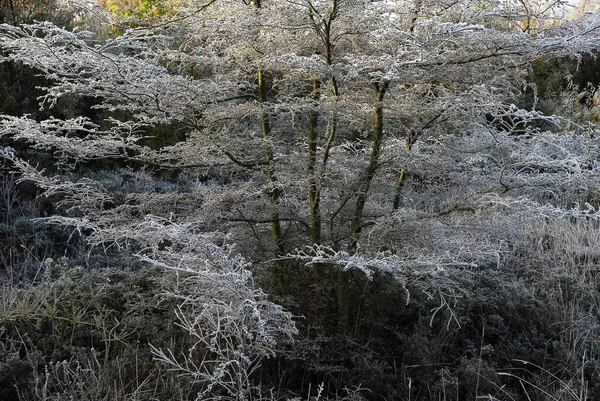 Schöne Aussicht Auf Schneebedeckten Baum — Stockfoto