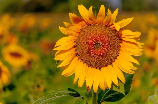 Gros Plan Tournesol Dans Champ Sous Lumière Soleil — Photo