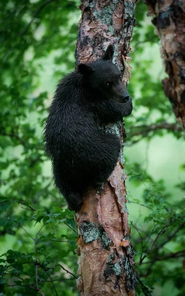 Красивая Вертикальная Картина Черного Медвежонка Дереве — стоковое фото