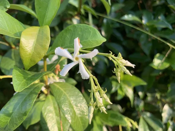 ぼやけた葉を背景に白い星ジャスミンの花のクローズアップ — ストック写真