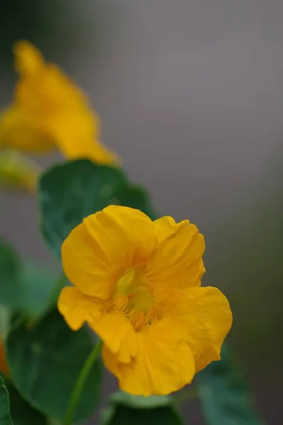 Vertikální Selektivní Snímek Exotického Žlutého Květu Obklopeného Zelenými Listy — Stock fotografie