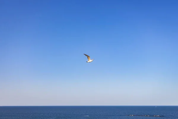 Eine Fliegende Möwe Mit Einem Klaren Blauen Himmel Hintergrund — Stockfoto