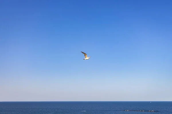 Gabbiano Volante Con Cielo Azzurro Chiaro Sfondo — Foto Stock