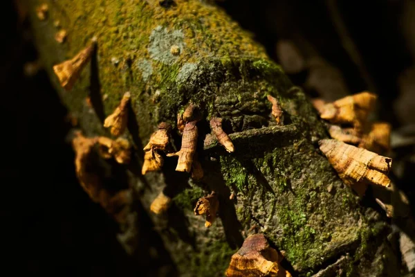 Een Close Shot Van Schimmels Groeien Hout Met Wazige Achtergrond — Stockfoto