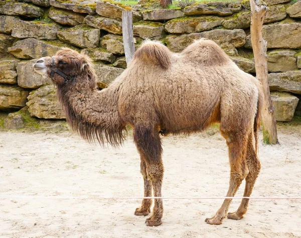 Vacker Brun Kamel Som Står Vit Sand Med Natursten Vägg — Stockfoto