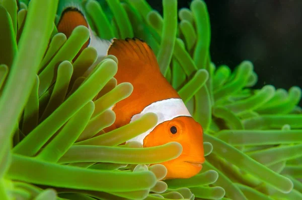 Beautiful Closeup Shot Clownfish Surrounded Bright Green Anemone — Stock Photo, Image