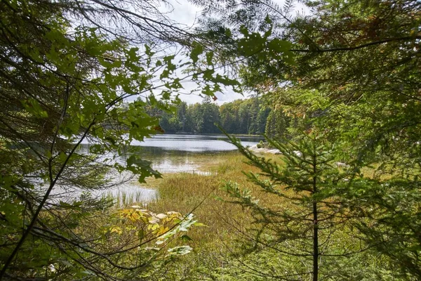 Árvores Frente Água Canadá — Fotografia de Stock