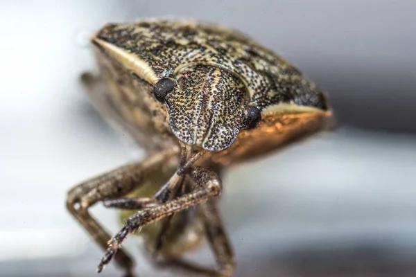 Een Macro Shot Gemarmoreerde Stink Bug Met Wazige Achtergrond — Stockfoto