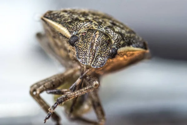 Macro Tiro Marmorated Fedor Bug Com Fundo Borrado — Fotografia de Stock