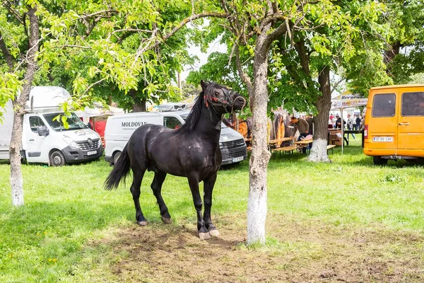 Belo Tiro Cavalo Preto Amarrado Árvore — Fotografia de Stock