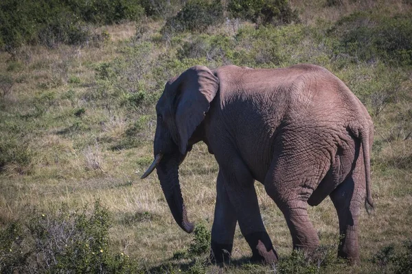 여름날 남아프리카 공화국에서 코끼리를 가까이서 — 스톡 사진