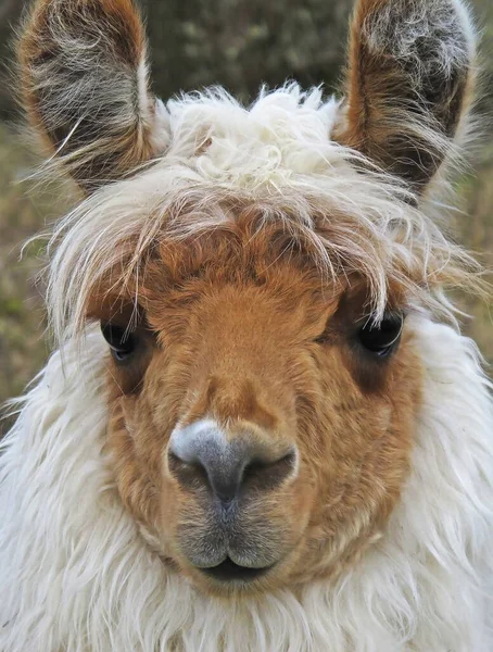 Nahaufnahme Eines Weißen Lamas Mit Braunem Gesicht — Stockfoto