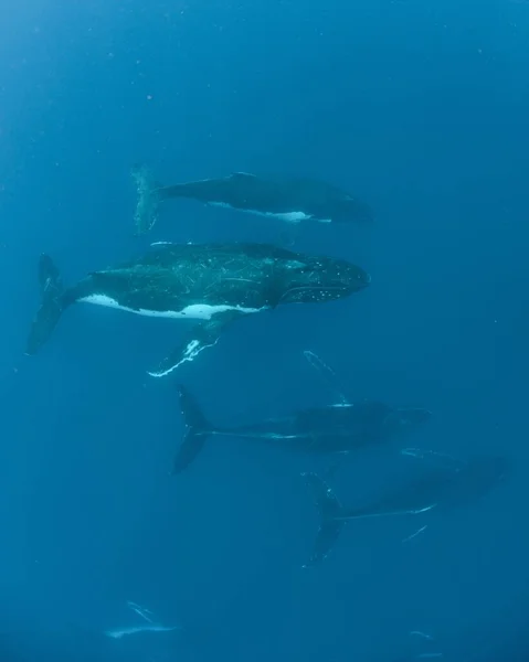 혹등고래 무리의 속에서 — 스톡 사진