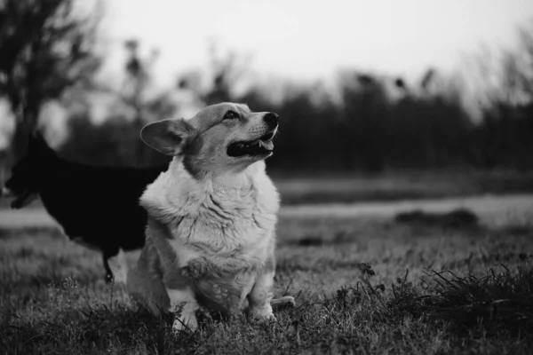 Grayscale Záběr Dvou Společníků Psa Farmě Rozmazaným Pozadím — Stock fotografie