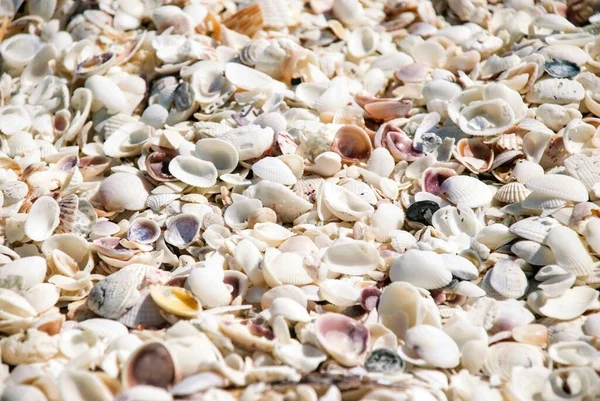 Eine Flachbild Aufnahme Vieler Muscheln Verschiedenen Farben Und Größen — Stockfoto