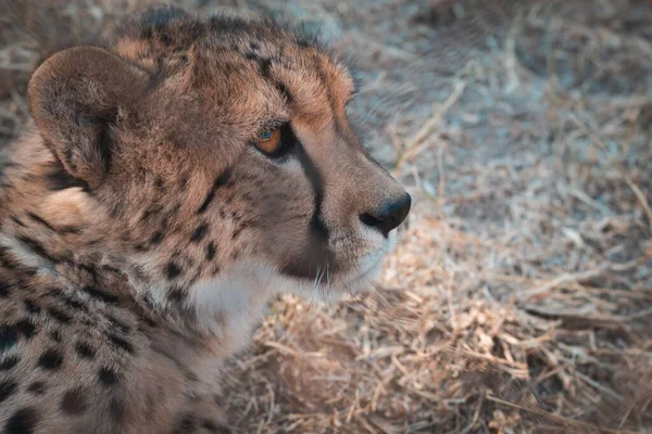 Gros Plan Léopard Africain Fougueux Dans Savane Sud Africaine — Photo