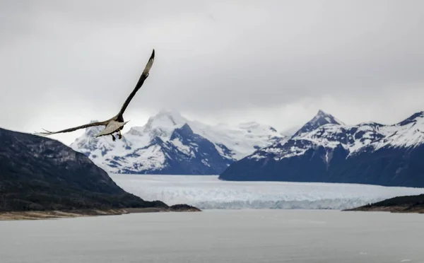 Fågel Som Flyger Perito Moreno Glaciär — Stockfoto