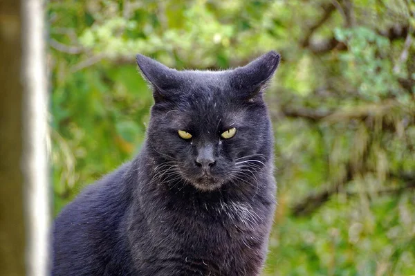 Plano Superficial Gato Negro Demoníaco Con Árboles Verdes Fondo — Foto de Stock