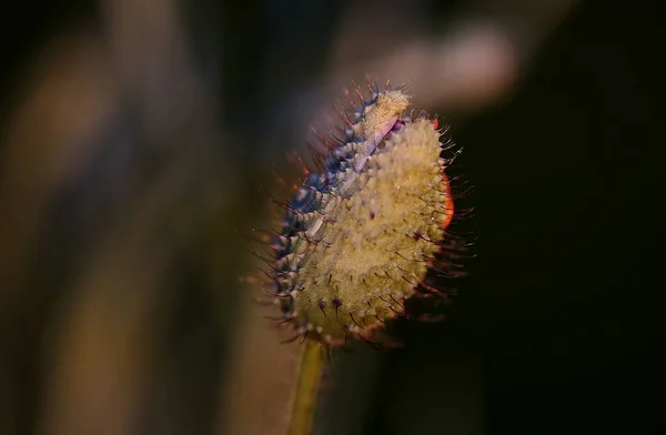 Papaverknop Voor Opening Mijn Tuin Zürich — Stockfoto