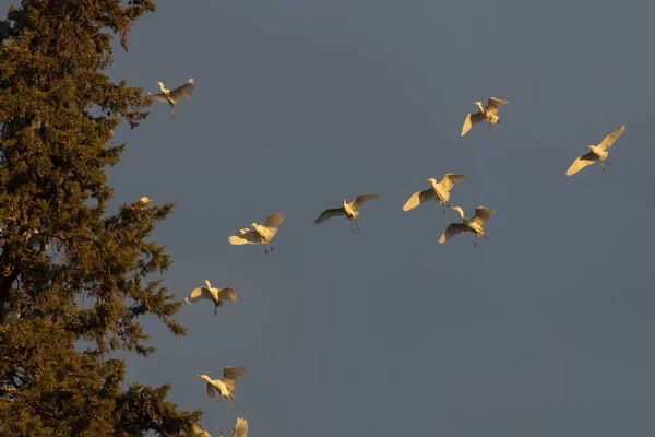 Een Lage Hoek Opname Van Zilverreigers Bij Zonsondergang — Stockfoto