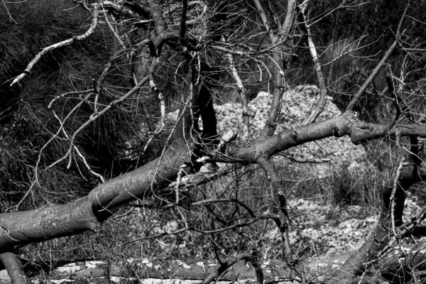 Ağaç Dallarının Gri Renkli Bir Görüntüsü — Stok fotoğraf