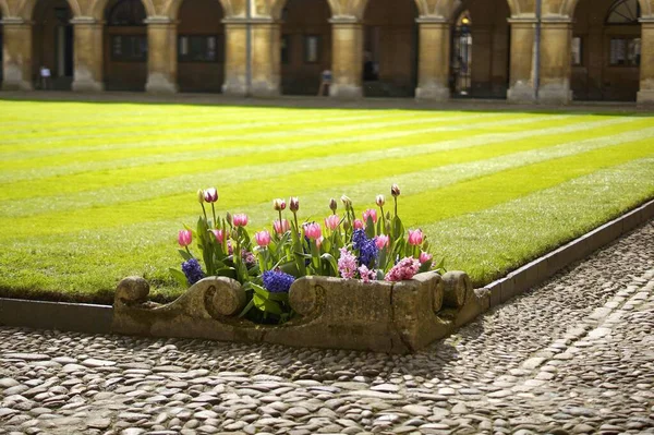Enfoque Selectivo Lugar Aislado Con Tulipanes Coloridos Cambridge Reino Unido — Foto de Stock