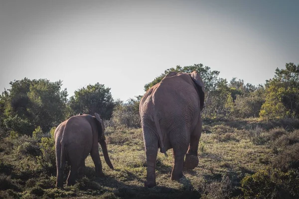 남아프리카 공화국의 아름다운 코끼리 — 스톡 사진
