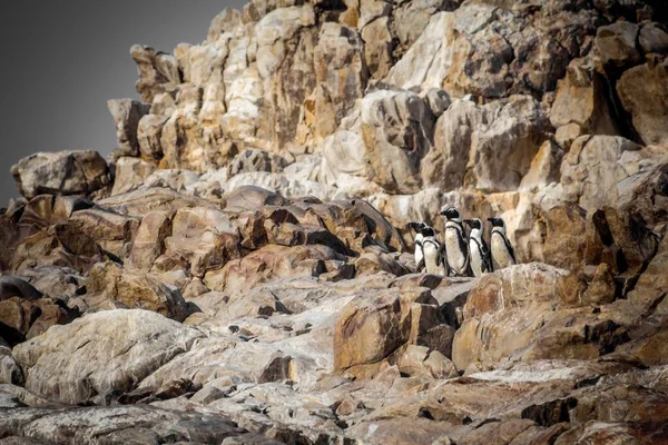 Táj Lövés Afrikai Pingvinek Köves Területen Dél Afrikában — Stock Fotó