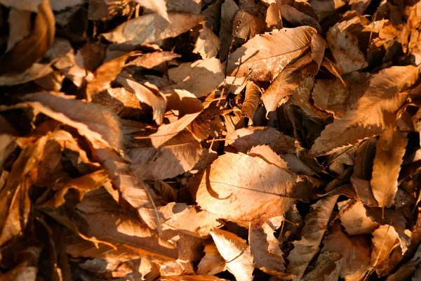 Selective Focus Shot Brown Dry Leaves — Stock Photo, Image