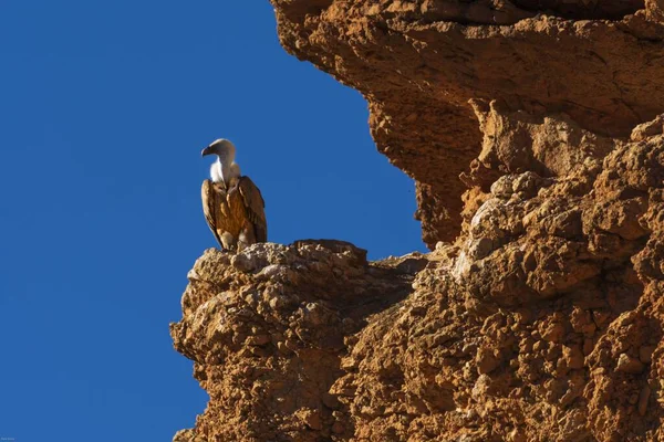 Condor Brun Assis Sur Rocher — Photo