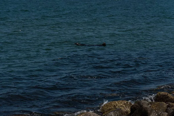 Tiro Ângulo Alto Leão Marinho Nadando Mar Atrás Das Rochas — Fotografia de Stock