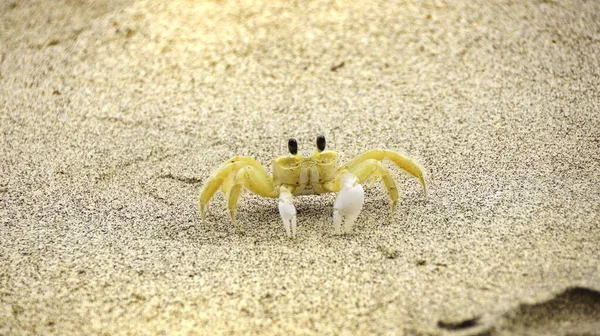 Selective Focus Shot Small Yellow Crab Sandy Beach — Stock Photo, Image