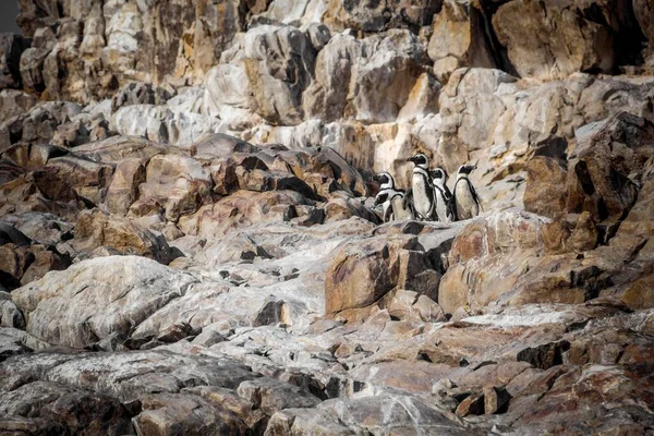 Landscape Shot African Penguins Rocky Area South Africa — Stock Photo, Image