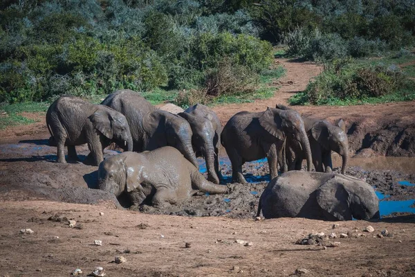 Beautiful Shot Elephants South Africa — Stock Photo, Image