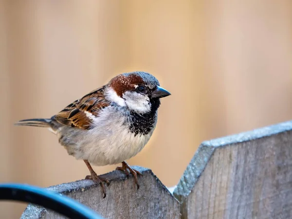 木製の柵の上に閉じ込められた茶色のフィンチ野生生物の鳥のショット — ストック写真