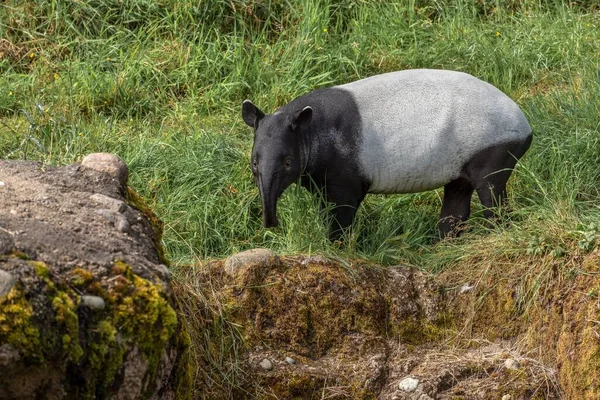 Large Tapir looking forward in tall grass — Stock Image Large Tapir Looking Forward Tall Grass Royalty Free Stock Photos