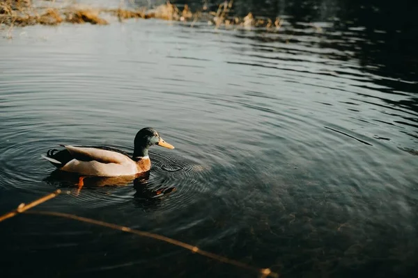 Μια Πολύχρωμη Πάπια Mallard Που Κολυμπάει Μια Λίμνη — Φωτογραφία Αρχείου