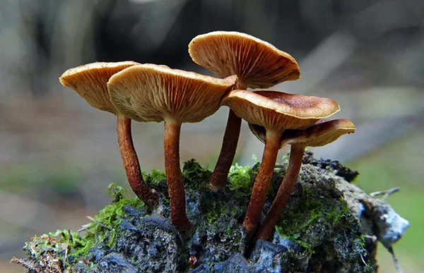 Een Close Shot Van Het Kweken Van Paddestoelen Het Bos — Stockfoto