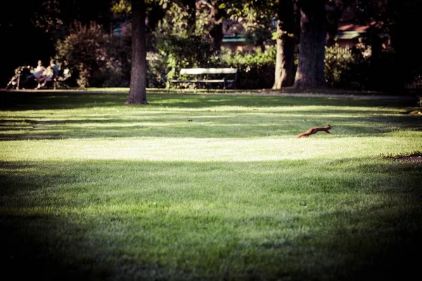 Viyana Daki Schonbrunn Sarayı Yakınlarında Bir Tavşanla Güzel Bir Bahçe — Stok fotoğraf