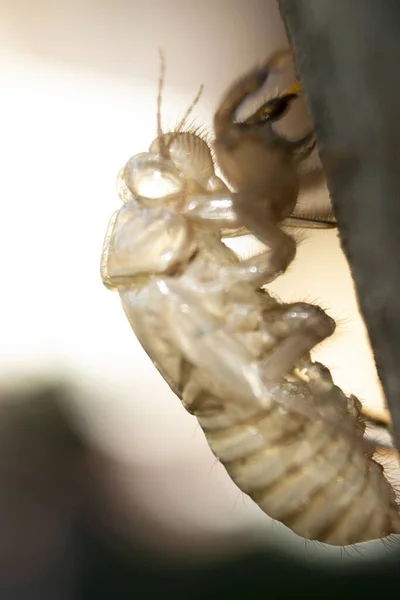 Gros Plan Une Chrysalide Pendant Cycle Vide — Photo