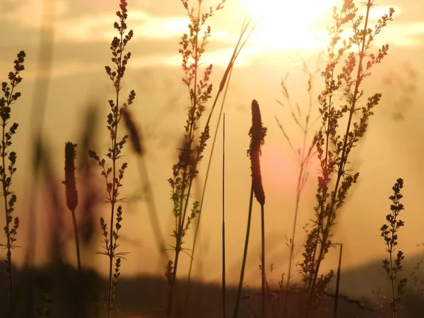 Piękne Ujęcie Kołyszących Sylwetek Roślin Jasnym Tle Zachodu Słońca — Zdjęcie stockowe