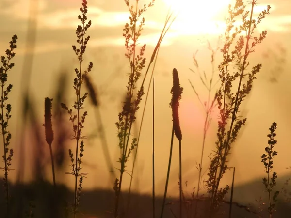 Belo Tiro Silhuetas Plantas Balançando Fundo Brilhante Céu Por Sol — Fotografia de Stock