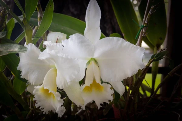 Detailní Záběr Krásné Bílé Cattleya Labiata Květiny Zahradě — Stock fotografie