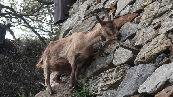 Closeup Shot Brown Feral Goat Stone Wall — Stock Photo, Image