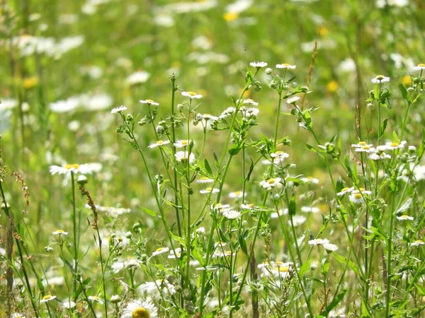 Eine Nahaufnahme Von Wilden Gänseblümchen Die Auf Einem Feld Wachsen — Stockfoto