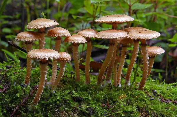 Los Hongos Pholiota Subflammans Que Crecen Bosque — Foto de Stock